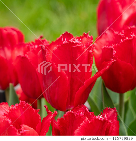 鬱金香 花園 開花 植物 春天 Tulip garden spring チューリップ 鬱金香 花園 開花 植物 春天 Tulip garden spring チューリップ 115759859