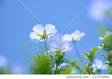 Nemophila petals shining through the blue sky Nemophila petals shining through the blue sky 115759995
