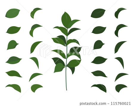 錦葵葉和莖 115760021