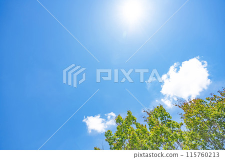 初夏的雲朵和樹木 115760213