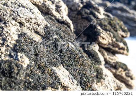 Black lichen growing on a stone at the west coast of County DOnegal, Ireland Black lichen growing on a stone at the west coast of County DOnegal, Ireland 115760221