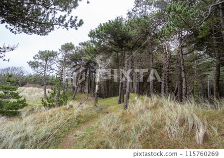 The forest at Murvagh in County Donegal, Ireland 115760269
