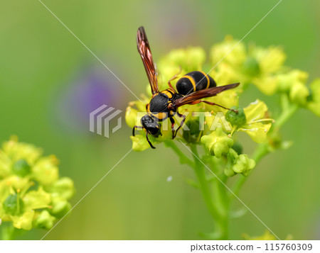 Flying fish 115760309