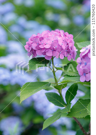 雨季晴天,大陸寺繡球花綻放 雨季晴天,大陸寺繡球花綻放 115760420