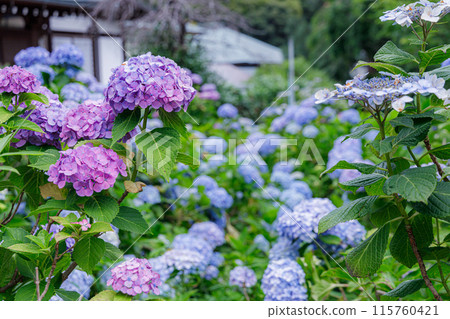 Hydrangeas blooming at Hontokuji Temple on a clear day during the rainy season 115760421