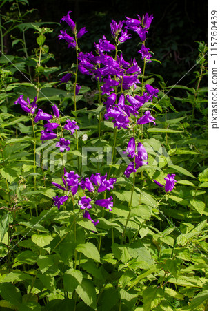 風鈴 風鈴 115760439