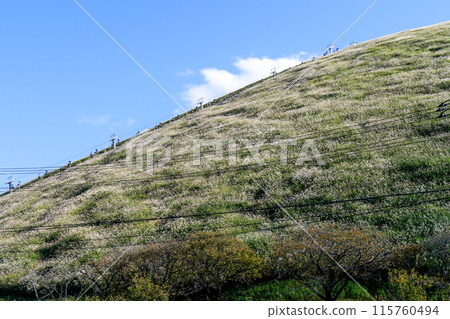 Autumn in Ito City, Shizuoka Prefecture, Izu, Mt. Omuroyama scenery Autumn in Ito City, Shizuoka Prefecture, Izu, Mt. Omuroyama scenery 115760494