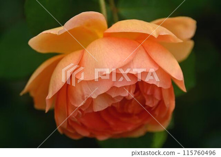 橙色玫瑰 115760496