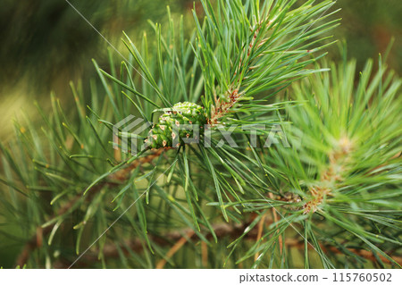 Coniferous trees in spring. Close up of cones and young shoots on the pine branches. Young buds with cones on spruce. Green long needles on a branch with cones. 115760502
