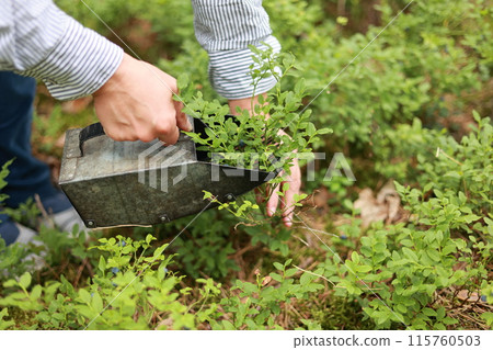 Blueberry harvest. Process of collects and picks wild seasonal berries in forest. Women hands pick blueberries with berry scoop tool, plucking bilberries with special rake, harvesting comb at farm Blueberry harvest. Process of collects and picks wild seasonal berries in forest. Women hands pick blueberries with berry scoop tool, plucking bilberries with special rake, harvesting comb at farm 115760503