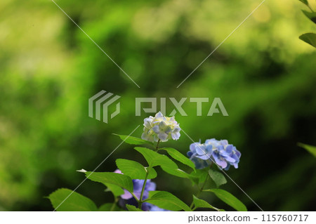 Hydrangea photographed at Yatadera Temple in Yamatokoriyama City. 115760717