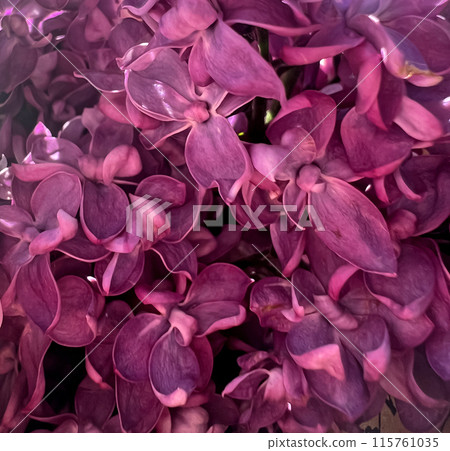 Background of flowers of lilac branches Background of flowers of lilac branches 115761035