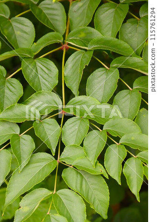 Fresh green leaves grow Fresh green leaves grow 115761294