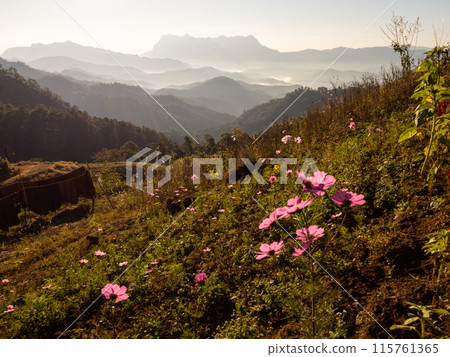 Doi Luang Chiang Dao mountain at morning with Cosmos flower on the hill. Chiang Mai - Thailand 115761365