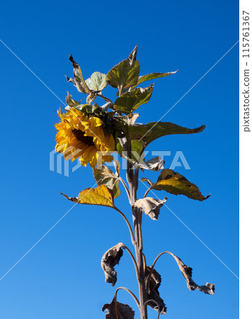Yellow sunflower blooming with blue sky background 115761367