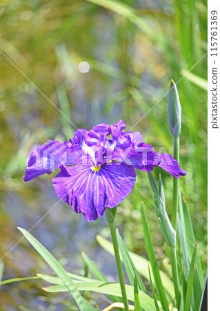 Flowers of irises 115761369