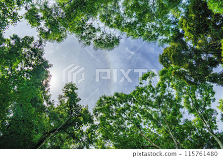 光線照進森林 115761480