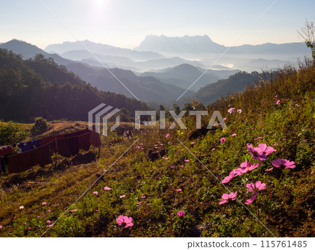 Doi Luang Chiang Dao mountain at morning with Cosmos flower on the hill. Chiang Mai - Thailand 115761485
