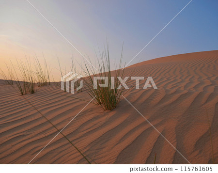 Sunset in the Dubai desert 115761605