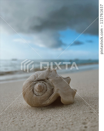 A big shell lies on the sand at the background of the Caribbean sea on Aruba beach 115761637