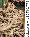 Powerful intertwined root system of mangrove trees in the water. Vertical. 115761773