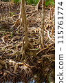 Intertwined root system of mangrove trees. Vertical. 115761774