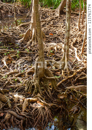 Intertwined root system of mangrove trees. Vertical. 115761774