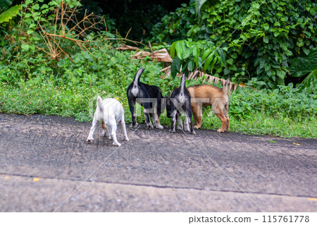 The puppies sniff something in the grass. Horizontal. 115761778