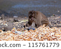Macaque monkey sits with bread crusts in its paw next to pile of bread. Selective focus, blurred background. Front view. Horizontal. 115761779