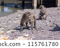 Macaque monkey stands among bread crusts on ground. Selective focus, blurred background. Front view. Horizontal. 115761780
