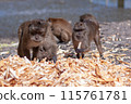 Group of macaque monkeys eat crust of bread from large pile on the ground. Selective focus, blurred background. Front view. Horizontal. 115761781