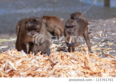 Group of macaque monkeys eat crust of bread from large pile on the ground. Selective focus, blurred background. Front view. Horizontal. 115761781
