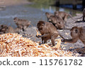 Group of macaque monkeys eat crust of bread from large pile on the ground. Selective focus, blurred background. Side view. Horizontal. 115761782