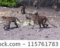 Group of macaque monkeys walk on ground with mud in background. Selective focus, blurred background. Side view. Horizontal. 115761783