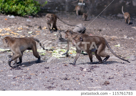 Group of macaque monkeys walk on ground with mud in background. Selective focus, blurred background. Side view. Horizontal. Group of macaque monkeys walk on ground with mud in background. Selective focus, blurred background. Side view. Horizontal. 115761783