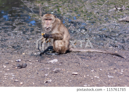 Macaque monkey sits in the mud and eats banana. Selective focus, blurred background. Side view. Horizontal. Macaque monkey sits in the mud and eats banana. Selective focus, blurred background. Side view. Horizontal. 115761785
