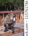 Funny macaque monkey with dirty paws eats banana on bench. Selective focus, blurred background. Front view. Vertical. 115761786