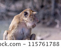 Profile of macaque monkey with open mouth. Selective focus, blurred background. Side view. Horizontal. 115761788