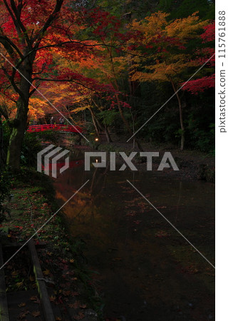 Autumn foliage illumination at Oguni Shrine (Morimachi, Shuchi District, Shizuoka Prefecture) 115761888