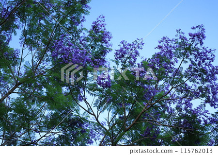 Purple lily of the valley flowers blooming on a tree Purple lily of the valley flowers blooming on a tree 115762013