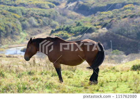 Hokkaido: Grazing horses Hokkaido: Grazing horses 115762080