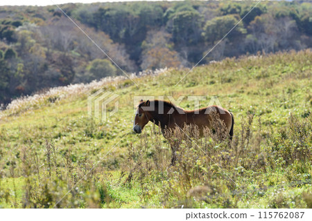 北海道放牧的馬 北海道放牧的馬 115762087