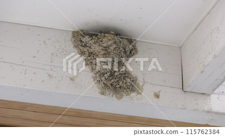 Swallow's chick 115762384