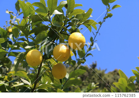 Setonai lemon 115762385