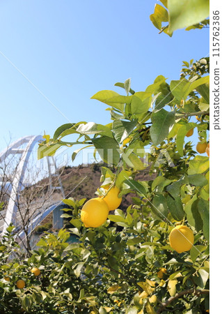 Setonai lemon 115762386