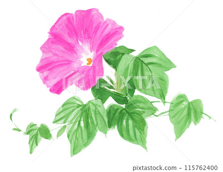 Pink morning glory painted in watercolor 24621pix7 115762400