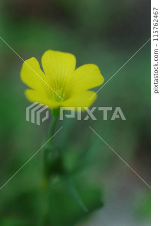 Fairytale-like Oxalis flower 115762467