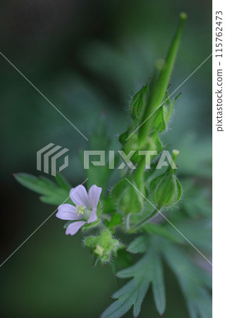 The pretty American bellflower The pretty American bellflower 115762473