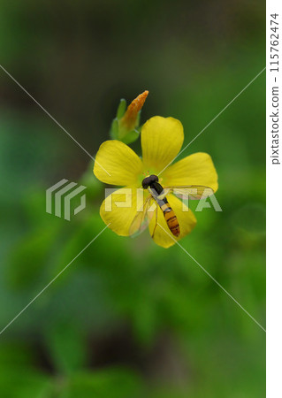 一隻蝴蝶從黃色的酢漿草花中吸取花蜜 一隻蝴蝶從黃色的酢漿草花中吸取花蜜 115762474