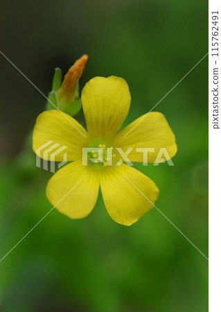 黃色Kabaki花 115762491